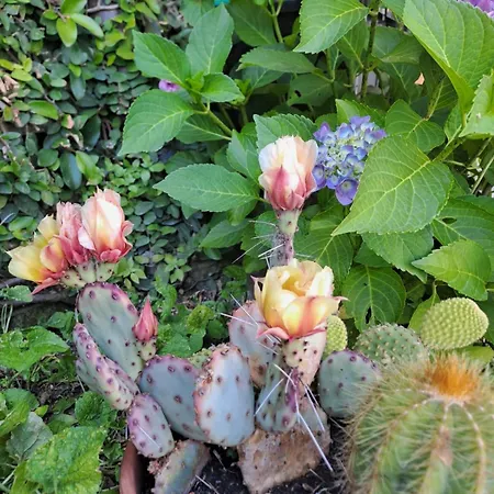 Il Paradiso All'improvviso Dom wakacyjny *